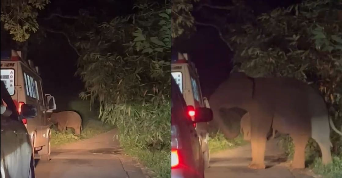 picture - elephant-attach-thrissur