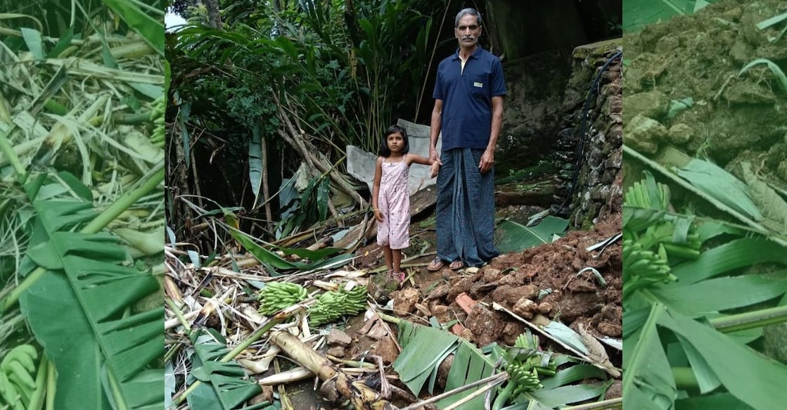 Cardamom plantation belonging to farmer Ayyappan at Grambi Rajamudi after being damaged by wild elephants. Photo: Special arrangement