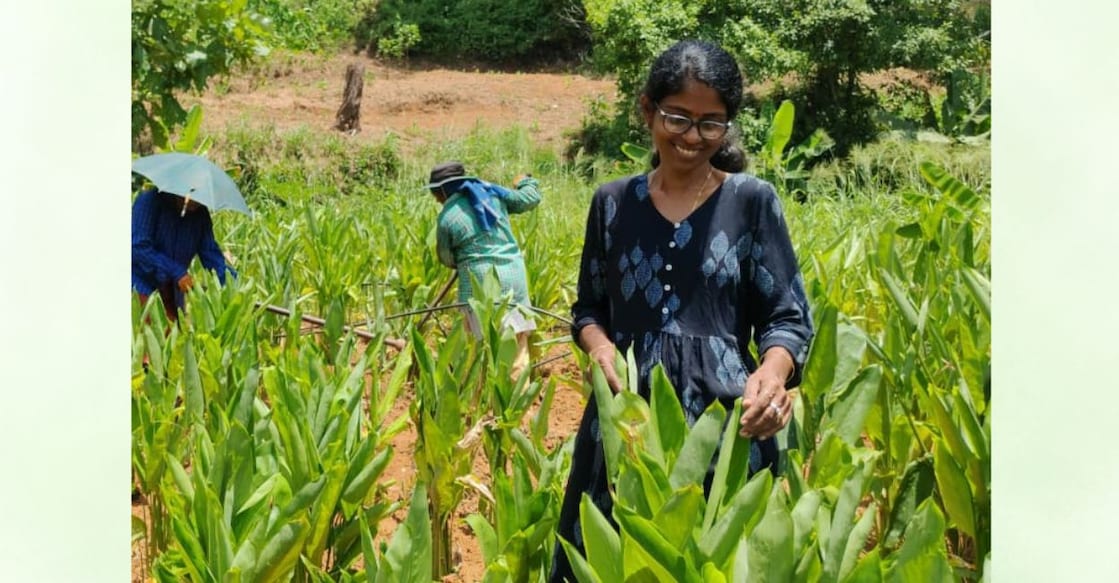 image - aswathy-arrowroot-farm