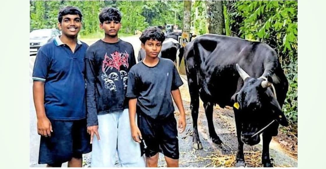 image - boys-rescue-cows