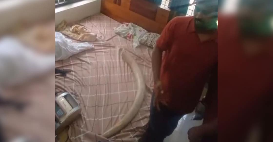 The tusk that was seized from a house at Palath near Narikkuni in Kozhikode district. Photo: Special Arrangement