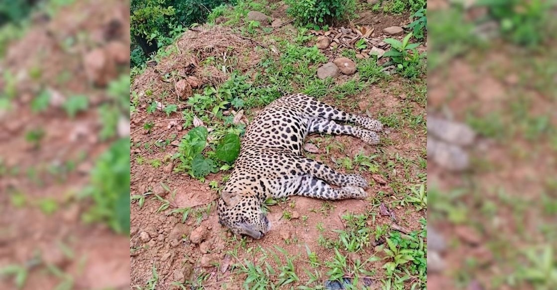 The adult male leopard found dead in a rubber plantation near Panathur in Panathady. Photo: Special Arrangement. 