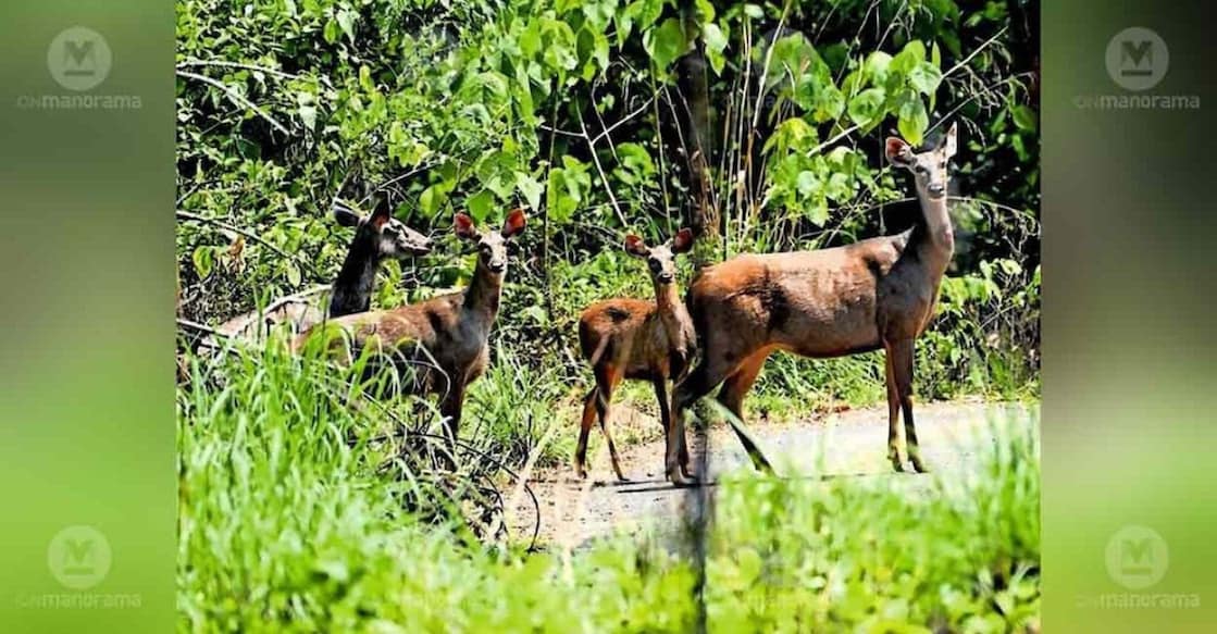 picture - sambar-deer