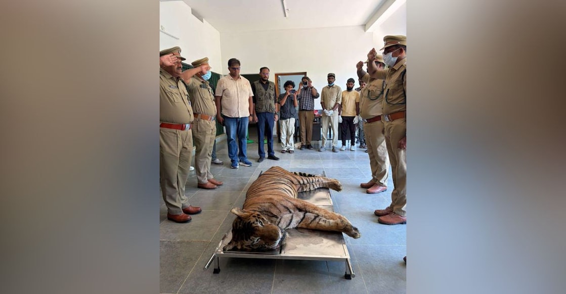 Officials salute Nandu, a 14-year-old male tiger, after he was euthanised to ensure a painless and peaceful death following a battle with cancer. Photo: Special Arrangement. 
