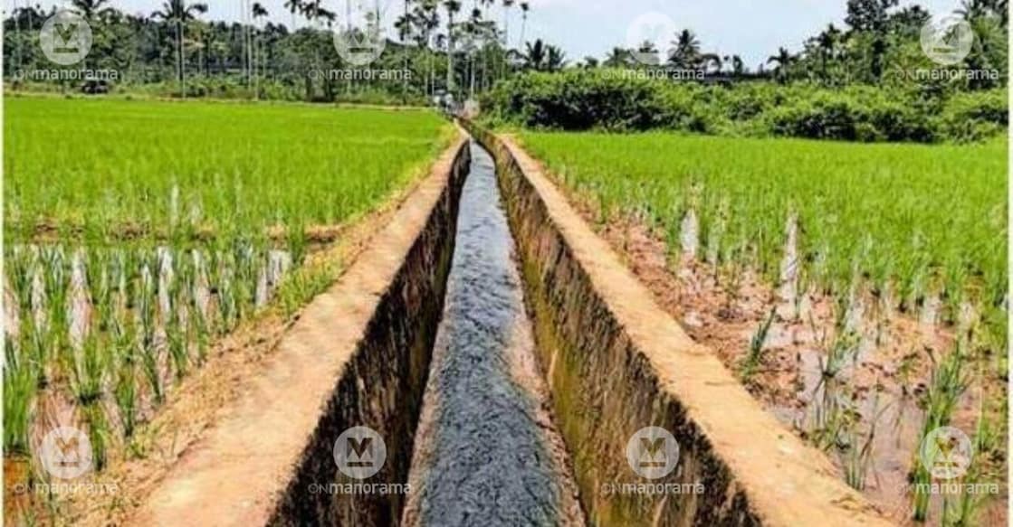 One of the branch canals receiving water from Karapuzha Dam. Photo: Special Arrangement.