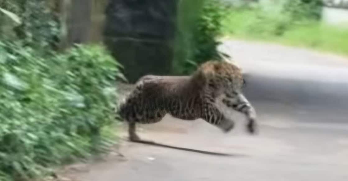 picture - leopard-attack
