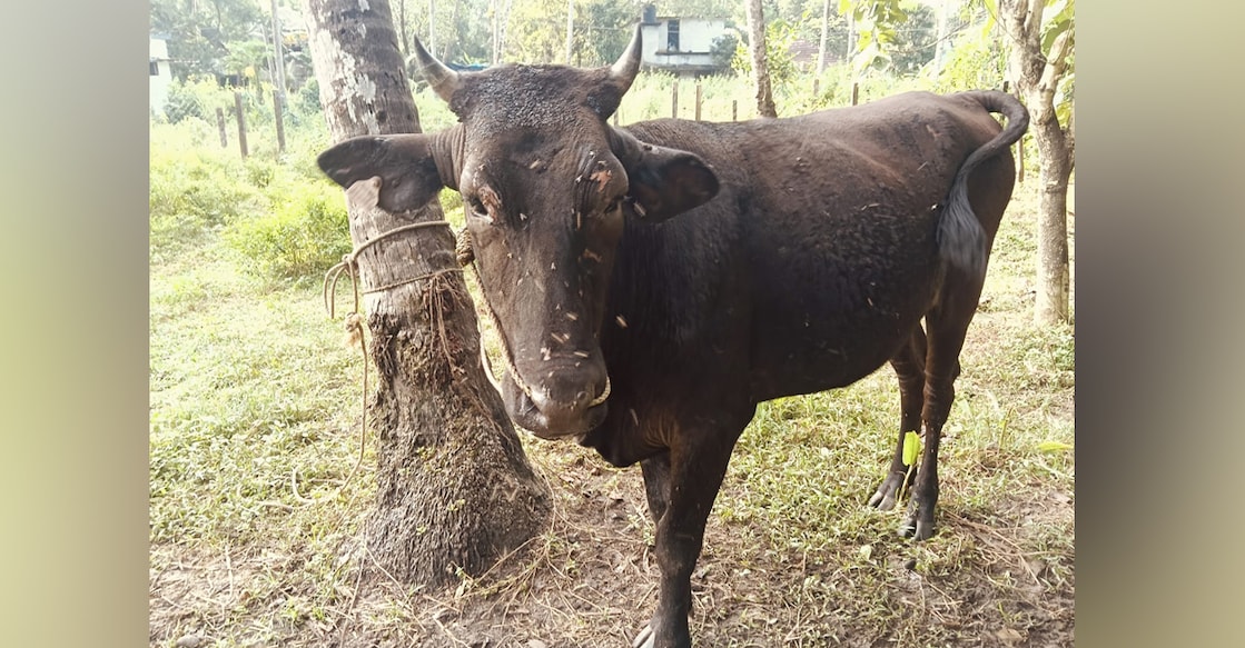 The cow that sustained burns in the cowshed fire in Thrissur. Photo: Special arrangement