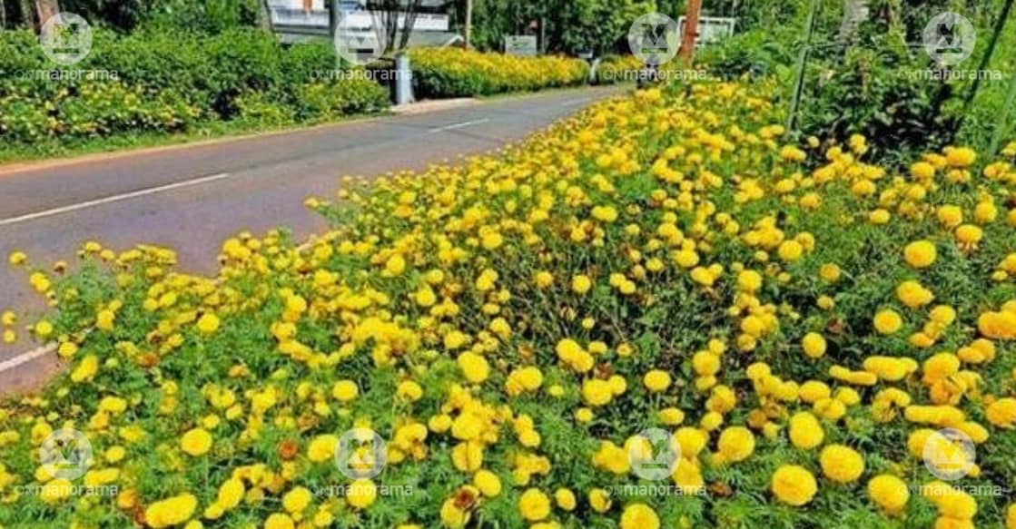 The beautiful roadside garden lovingly tended by Baby and Francis  Panjikkalayil, located along the Pulpally-Kappiset route. Photo: Manorama