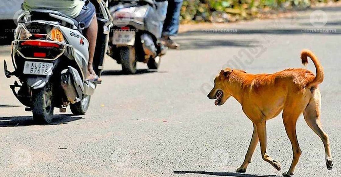 street-dog-wm-c
