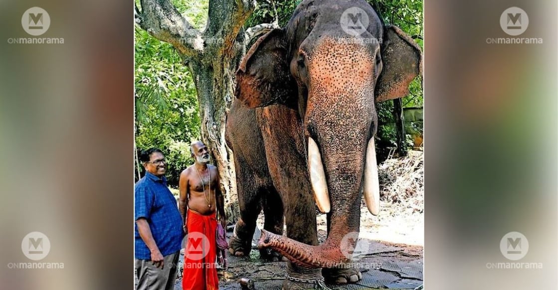 Tusker Puthuppally Sadhu with Dr P B Giridas and mahout Manimala Binu. Photo: Unni Kottakkal/Manorama