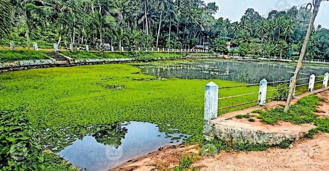 Irumbil Pond in Neyyattinkara, Thiruvananthapuram. Photo: Special arrangement