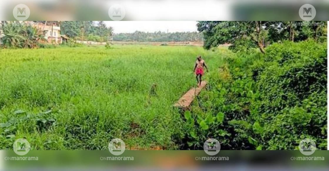 Acres of Koliakode paddy fields, once cultivated, now lie overgrown with weeds. File photo/ Manorama.
