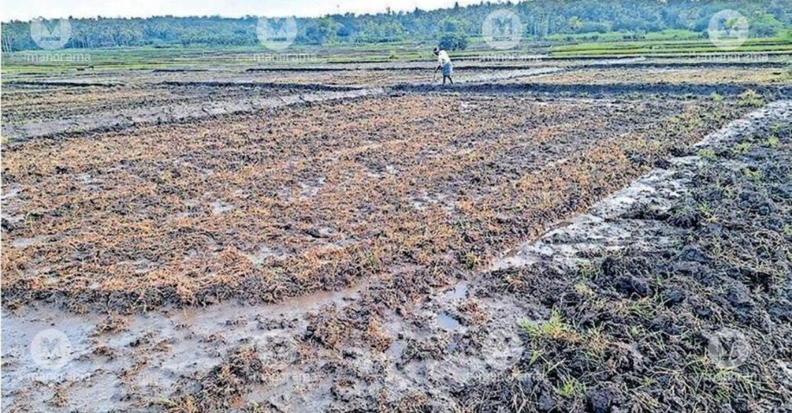  A temporary check dam constructed by farmers in the Kannaram river after water levels dropped too low for pumping. Photo: Special Arrangement.

