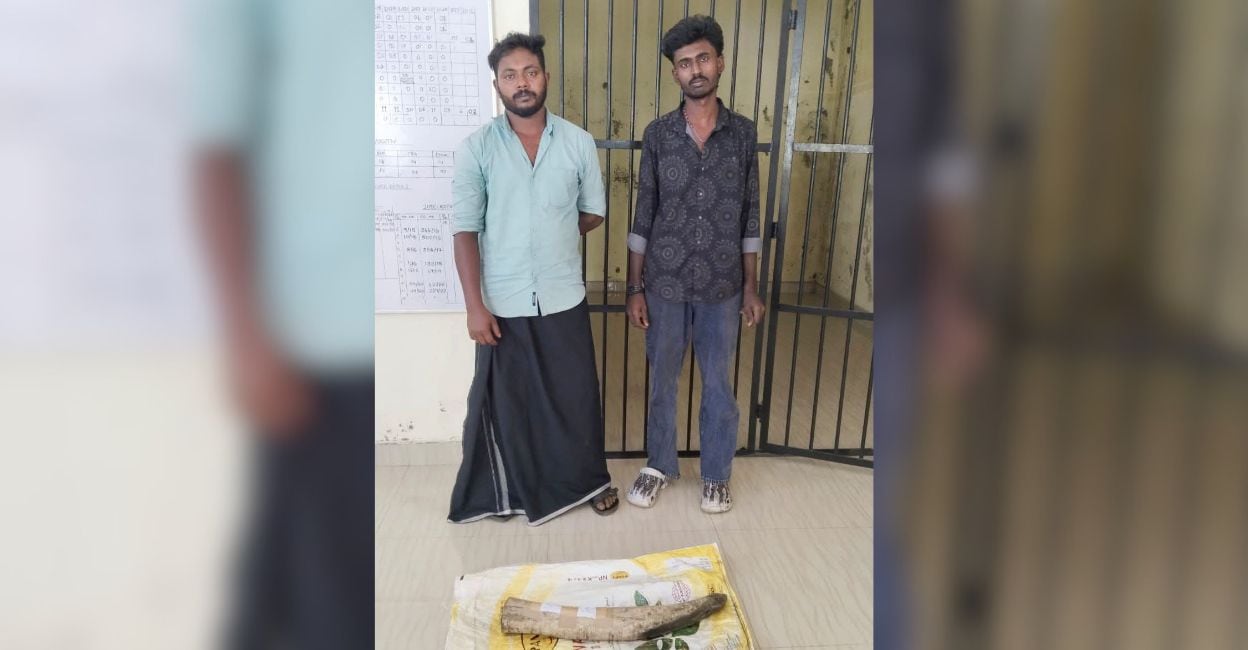 Two youths arrested in Idukki over alleged elephant tusk sale attempt