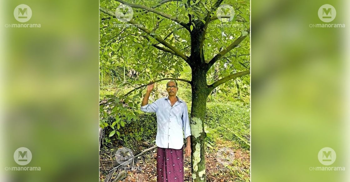 P J Manuel in his nutmeg plantation. Photo: Special Arrangement.