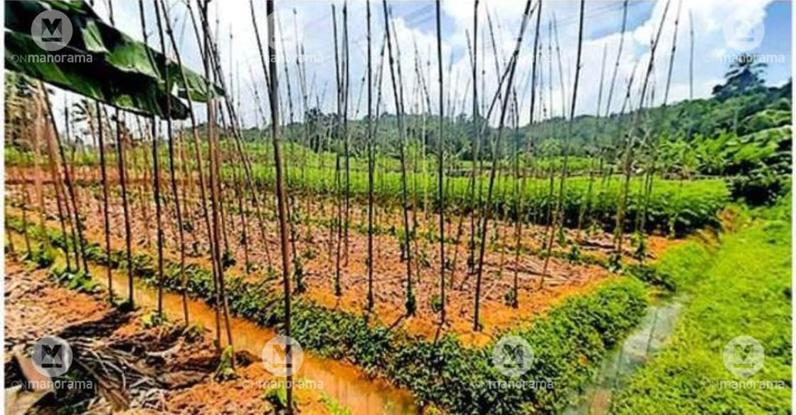 Betel leaf cultivation nurtured in Vayala despite the challenges of drought. Photo: Special Arrangement.
