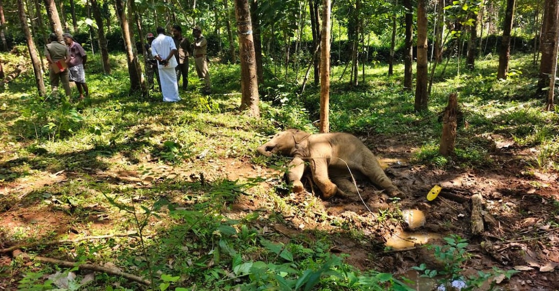 A herd of elephants brought down a rubber tree while feeding on its foliage, snapping an overhead electric line in the process. The live wire fell on the calf, electrocuting it. Photo: Special Arrangement. 