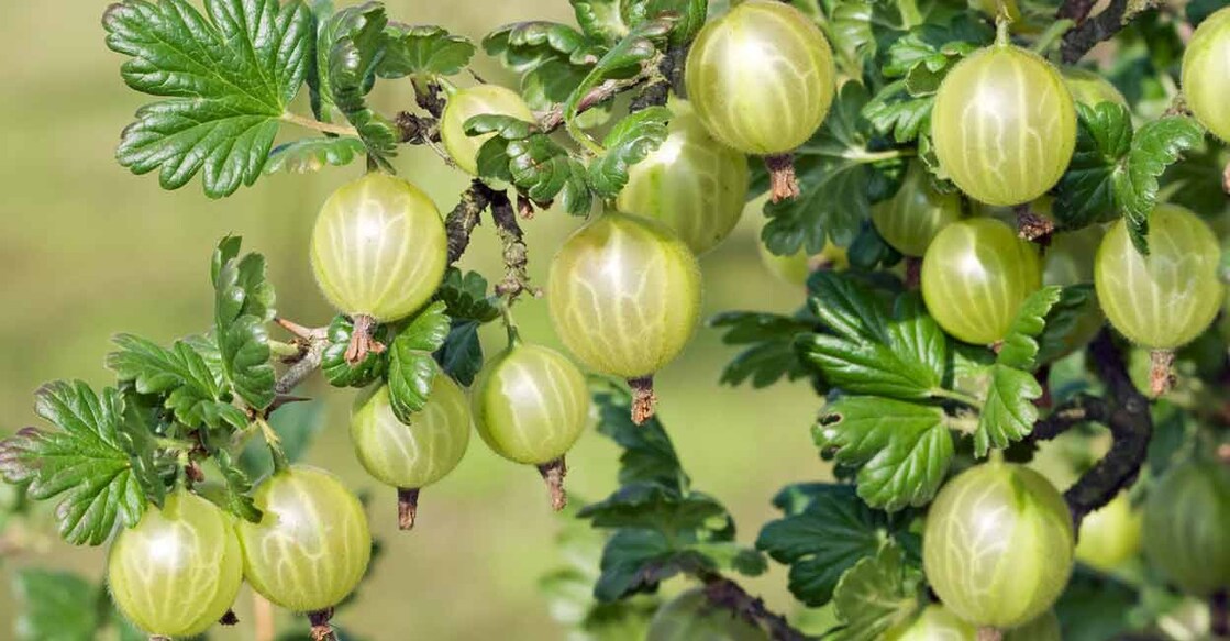 Gooseberry is rich in polyphenols and antioxidants, including Emblicanin A and B and Pedunculagin. Photo: iStock/Avalon_Studio