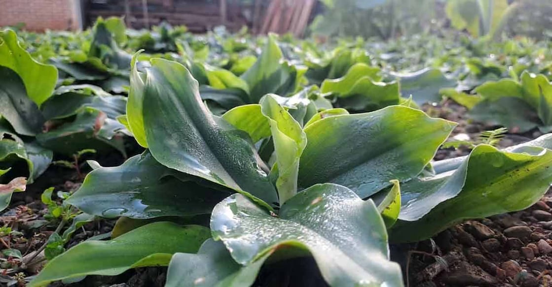 Traditional healers prescribe kacholam for cough, asthma, and digestive issues, while chefs use it to elevate aromatic spice blends, sauces and curries. Photo: Special Arrangement