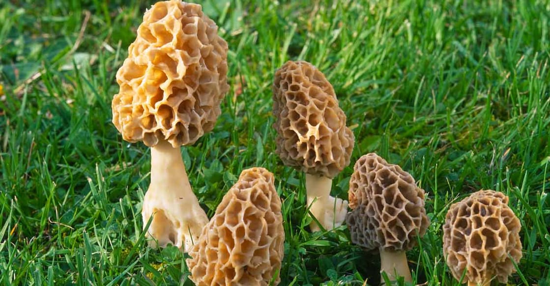 The rare gucchi mushrooms cost up to Rs 40,000 per kilo, making them one of the most expensive mushroom varieties in the world. Photo: iStock