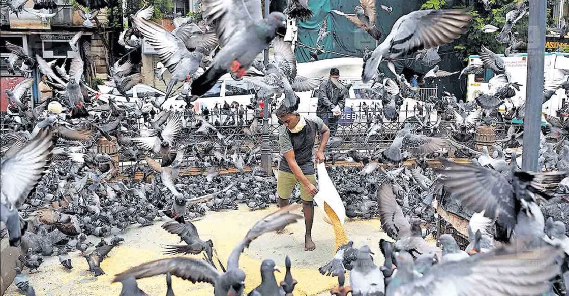 Kabootar khanas of Mumbai. Photo: Manorama