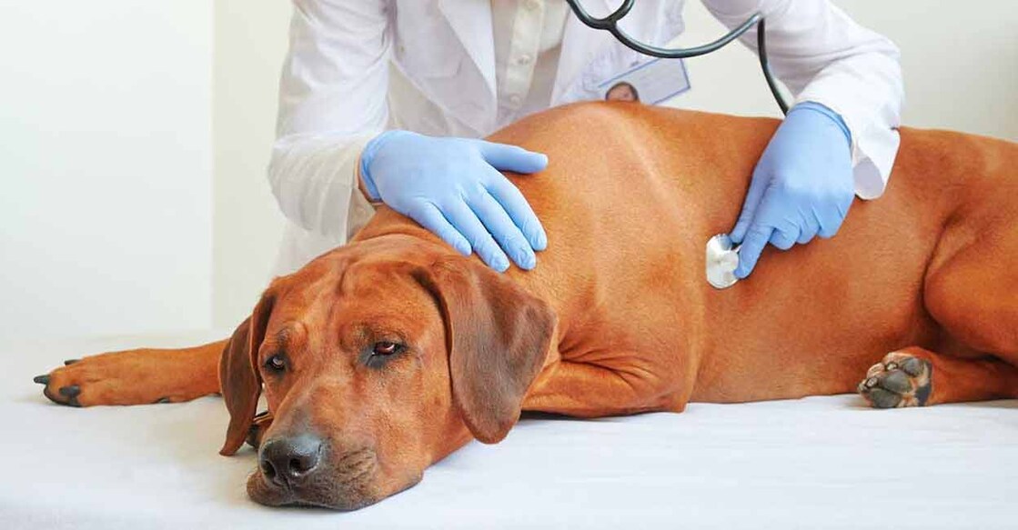 Clean dog cages and premises regularly and spray disinfectant frequently. Photo: iStock