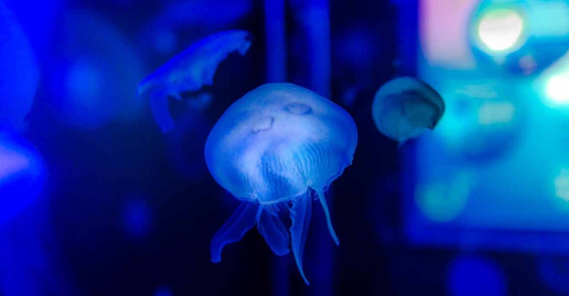 Amoebic meningoencephalitis has been widely reported in Kerala over the past few weeks.  Photo: iStock/Oigres8