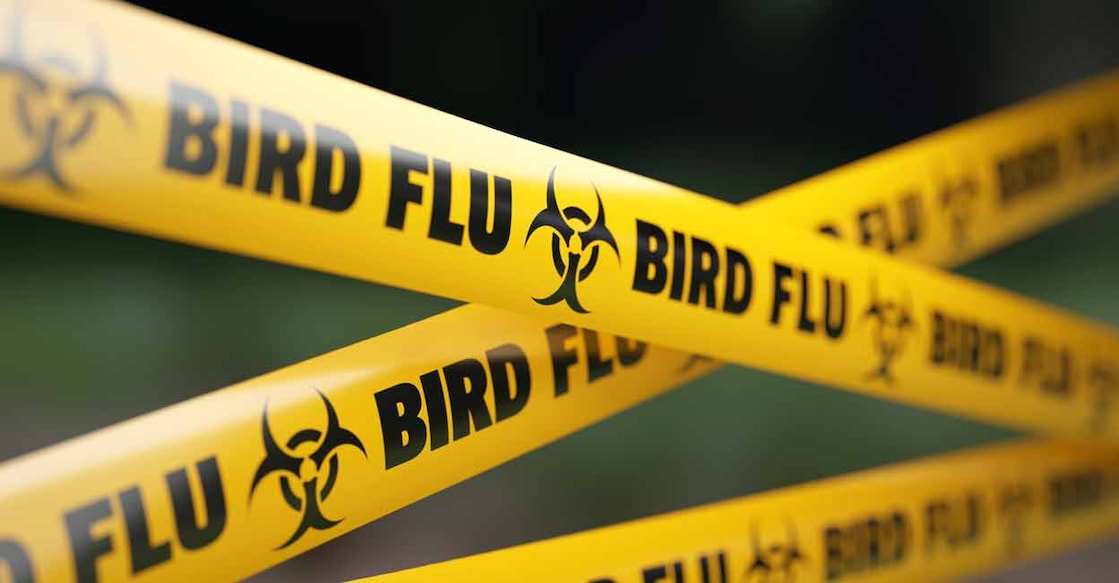 Health officials have described infections among free-flying birds as particularly concerning. Photo: iStock