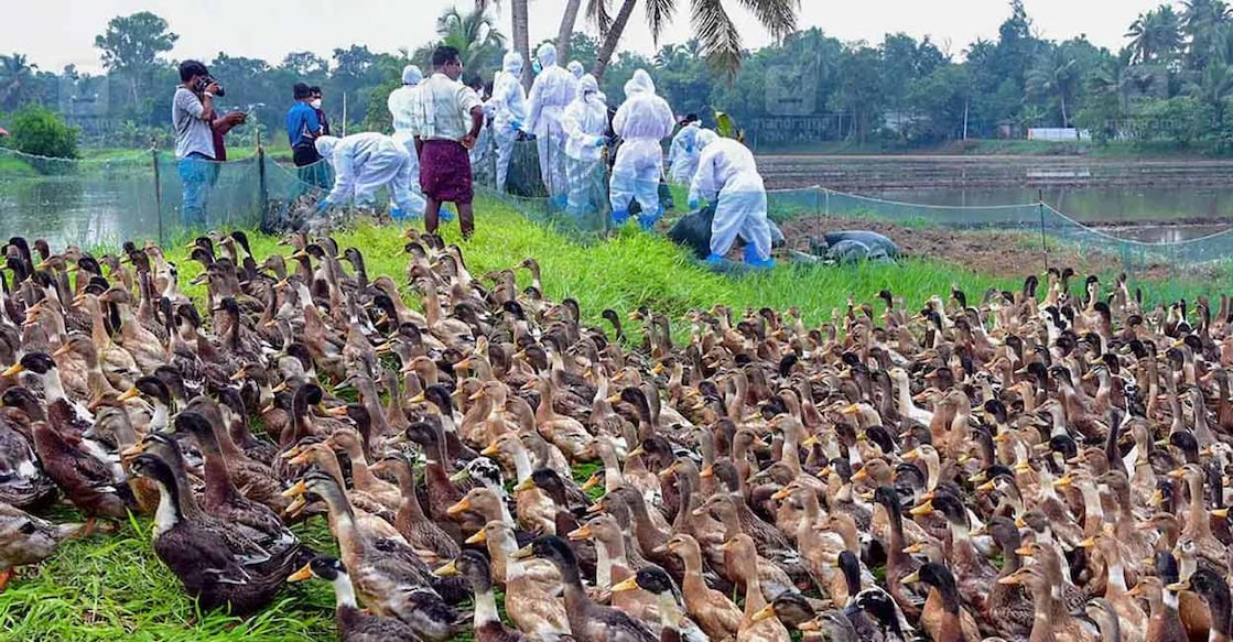 The public has been raising questions about bird flu outbreaks that our authorities haven’t yet been able to answer. Photo: Manorama