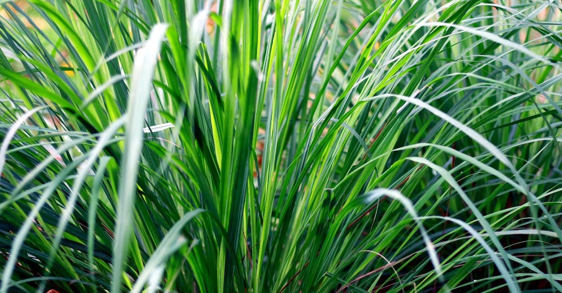 Lemongrass. Representational image: Canva