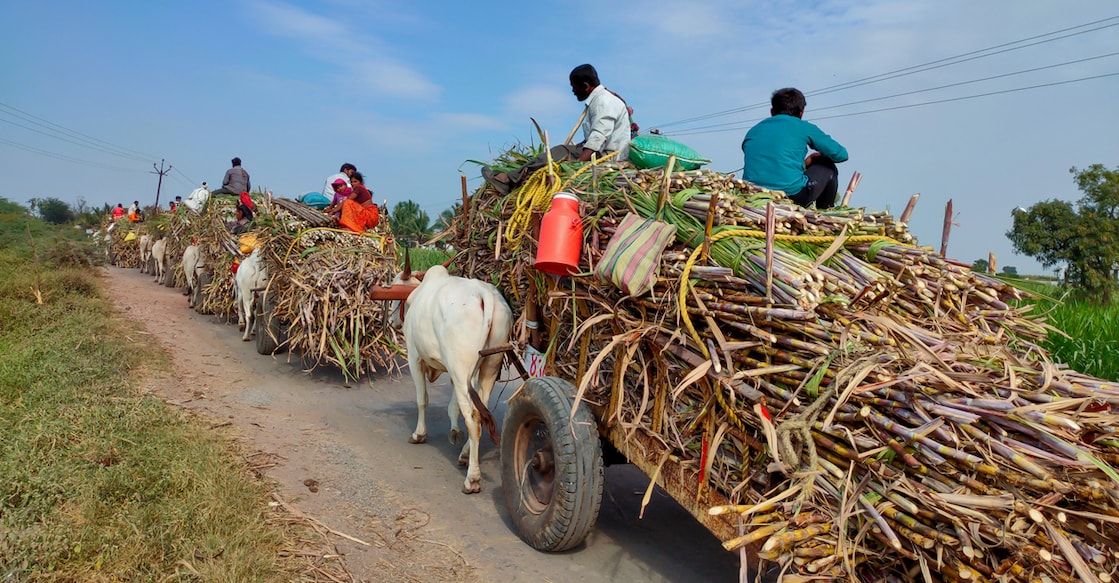 Bullock carts carrying sugarcane crop after harvest in Maharashtra. Photo: iStock/Sagar Gore (For representational purpose only)