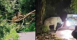 SC directs states to consider treating human-wildlife conflict a 'natural disaster'