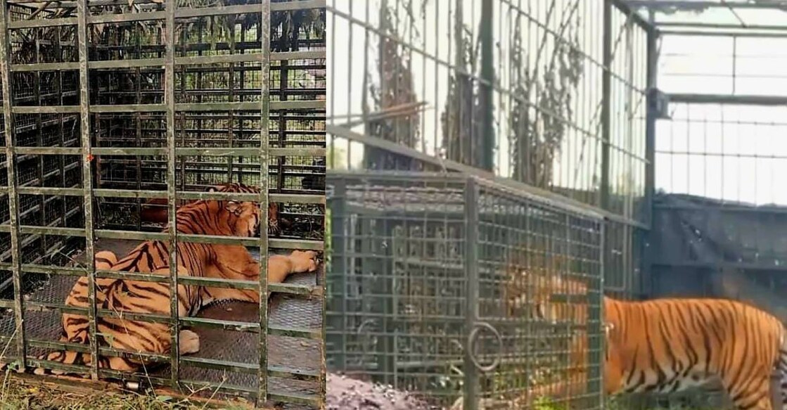 MTD 37, the maneater tiger of Masinagudi near Gudalur, captured by the Forest Department. Photo: Special Arrangement