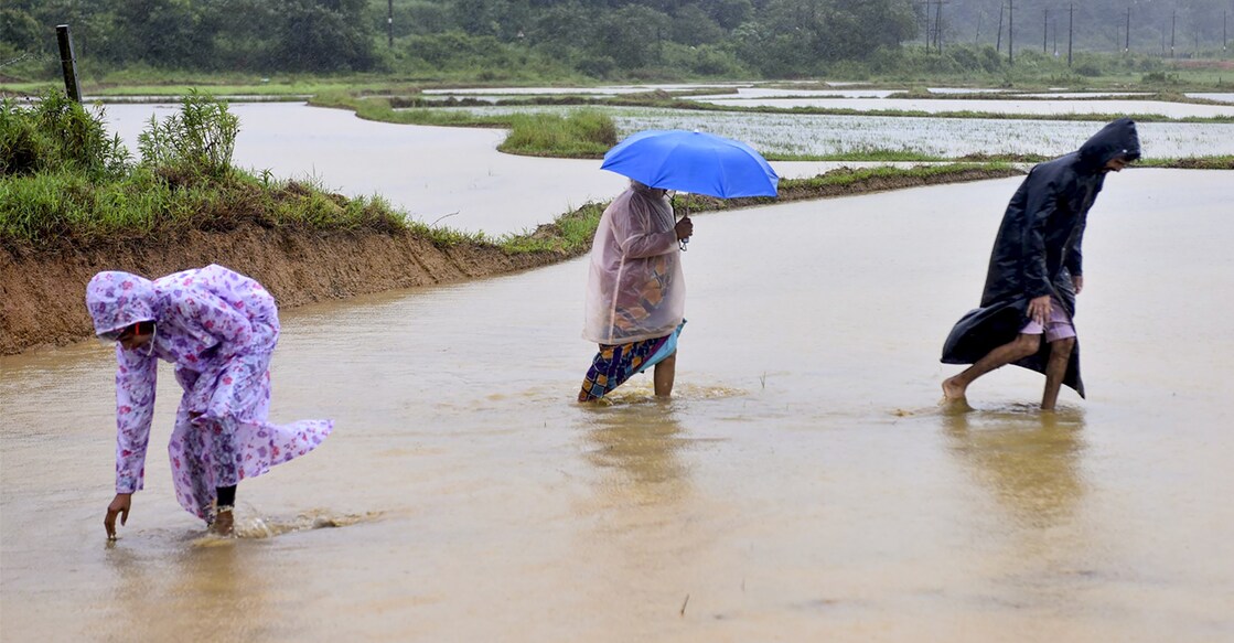 People look for crabs in a flooded paddy field during monsoon rain, in Chikkamagaluru, Karnataka, Friday, July 25, 2025. Photo: PTI