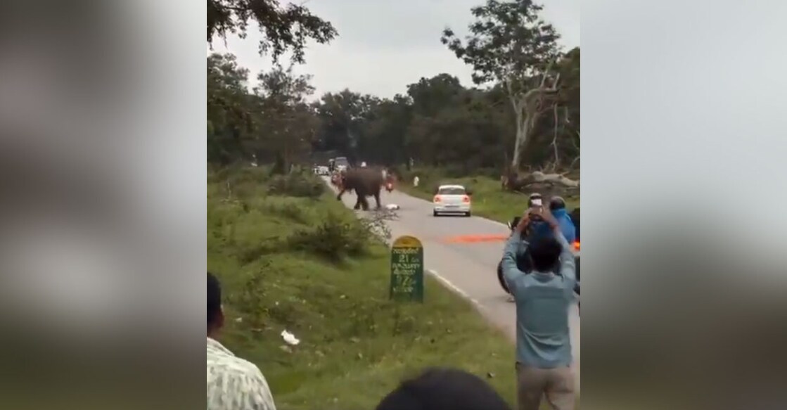 The elephant knocked the man down. Screengrab/X @Sushant Nanda IFS (Retd)