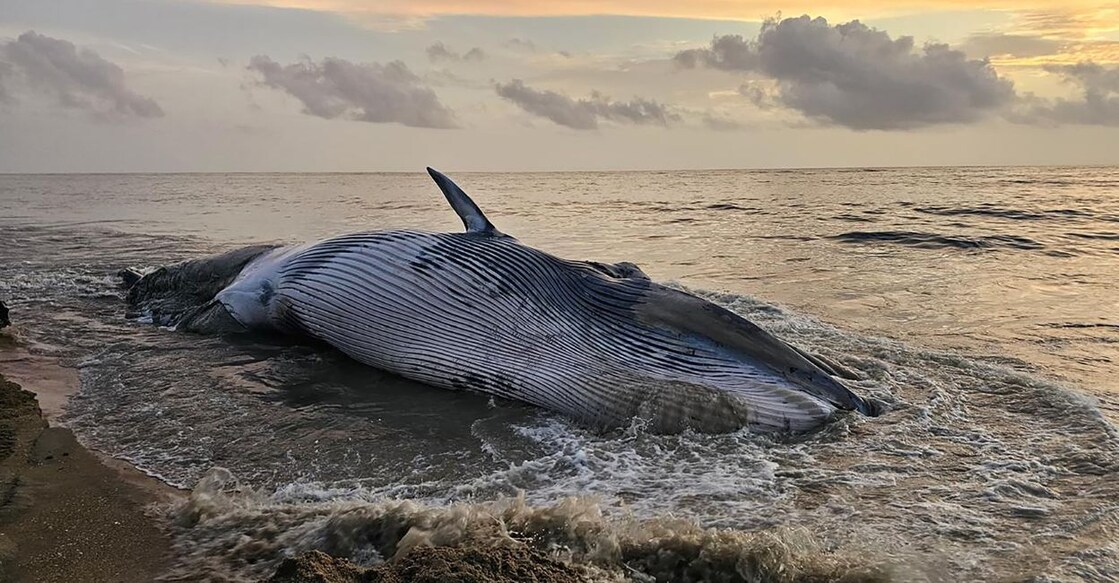 Representational image. Photo: Special Arrangement.