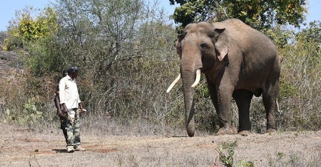 Rivaldo, the celebrated tusker who roamed the Sigur plateau for decades. Photo: TN forest dept/IANS