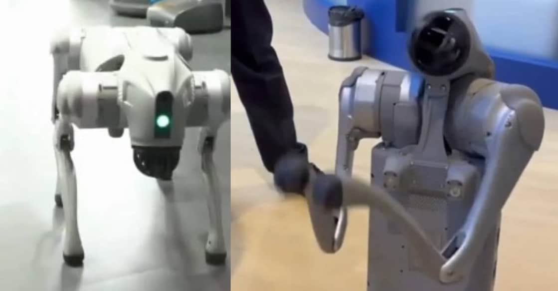 Robotic dog displayed by Galgotias University at AI Summit Expot in India. Photo: X