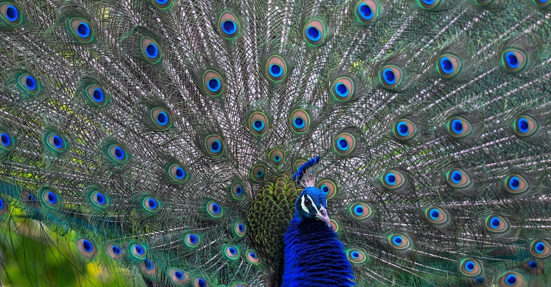 Representative Image: An Indian peacock. Photo: PTI