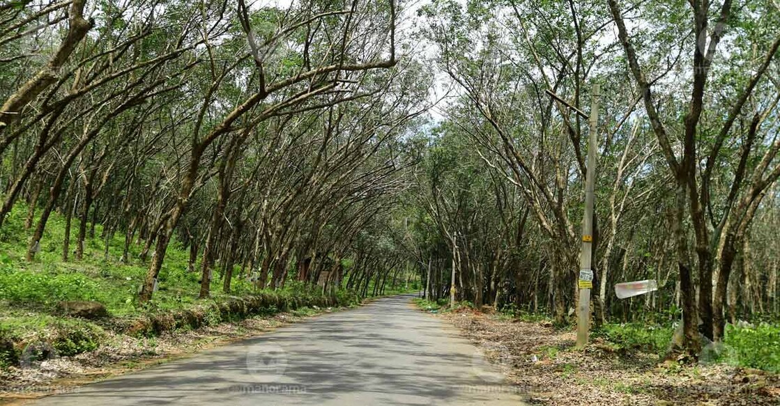 Kodumon Rubber Plantation was established in 1959 by clearing a mini-forest. Photo: Harilal S S/Manorama
