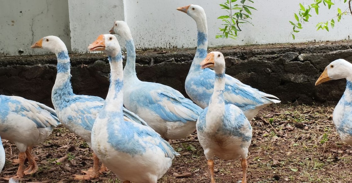 The Geese, which are painted in the colours of the Argentine flag. Photo: Special arrangement