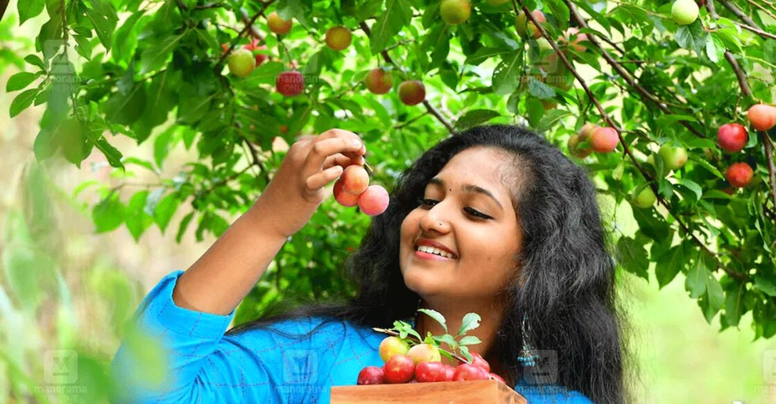 The Vattavada-grown pear has a unique, tangy yet sweet taste. Photo: Karshakasree