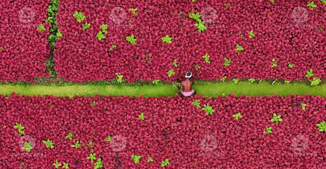 Bordered with greenery all around, the red spinach farms, owned by private individuals, have been drawing both local and foreign tourists alike to the region. Photo: Aravind Bala