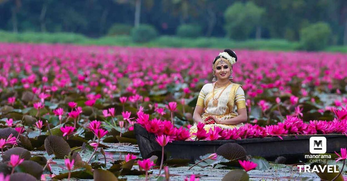 Kumaranalloor native Arundhati Devi poses for a beautiful click in the backdrop of the Kollad water lily field. Photo: Ciby K Thampy