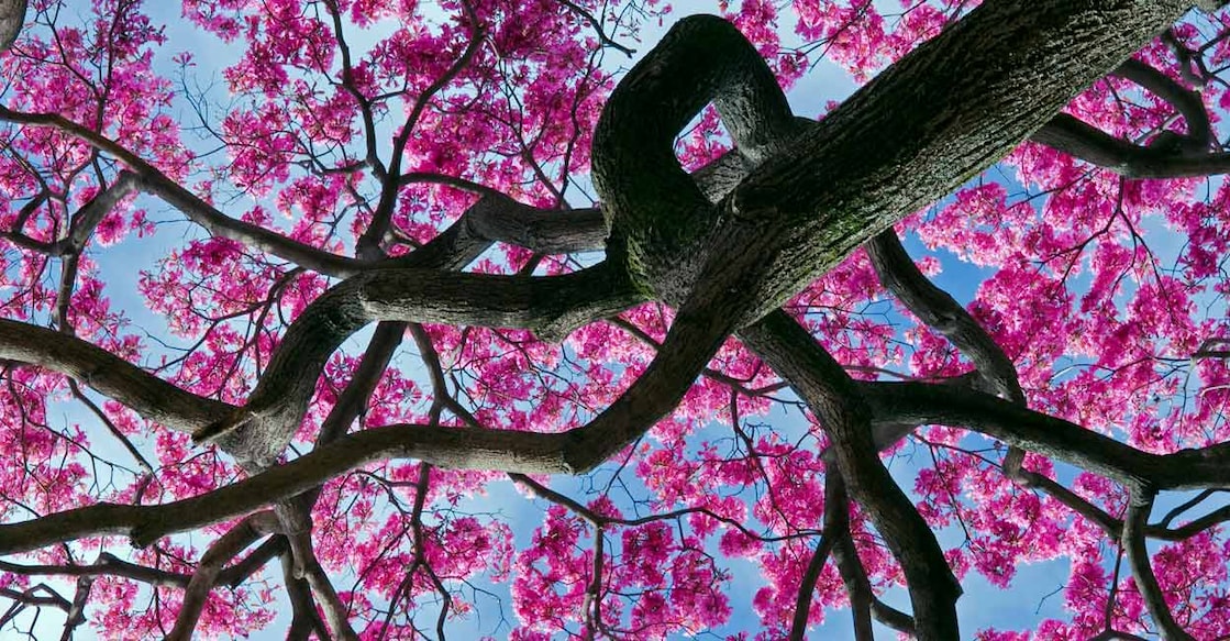 Kochi's Pink Trumpet trees started blooming at numerous stretches this year. Photo: iStock
