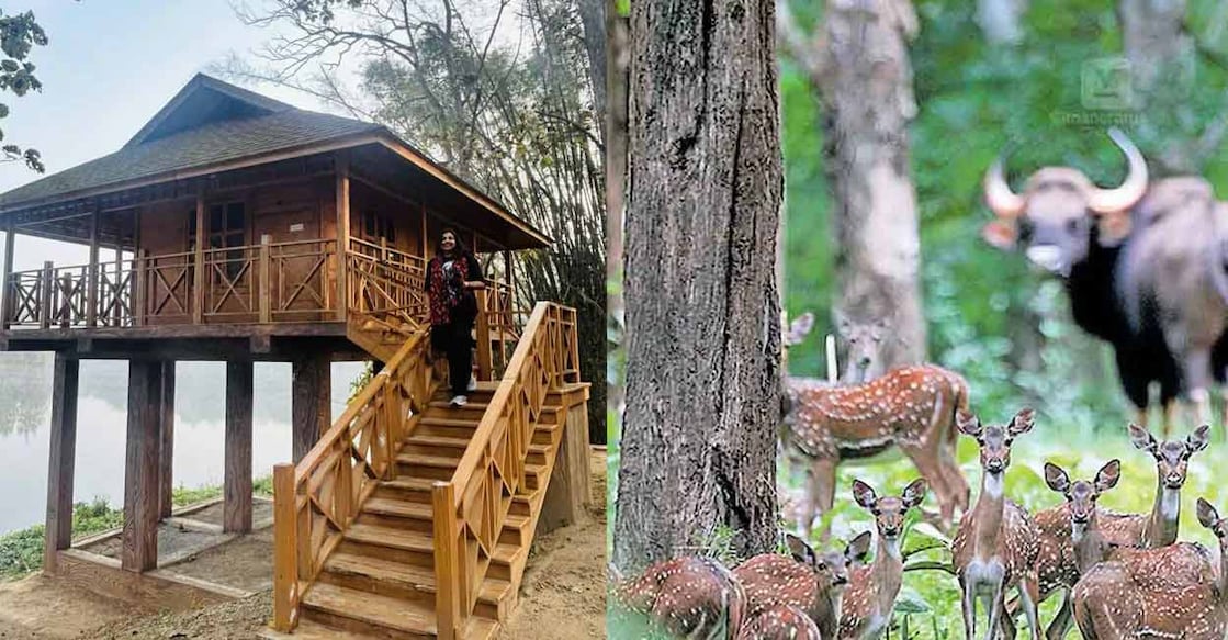 The author at a tree house in Parambikulam (left); A click from the reserve. Photo: Special Arrangement/Manorama