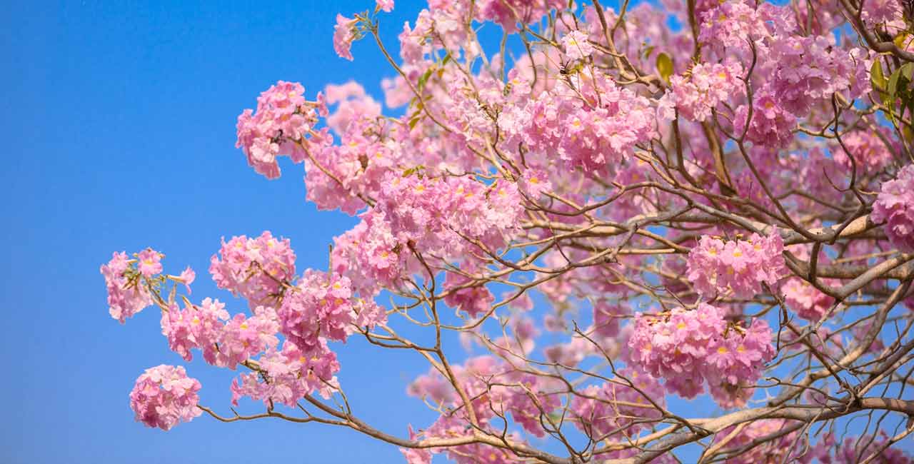 pink-trumpet-kochi-sq-long