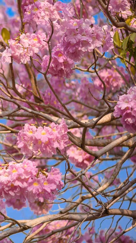 pink-trumpet-kochi-sq-long