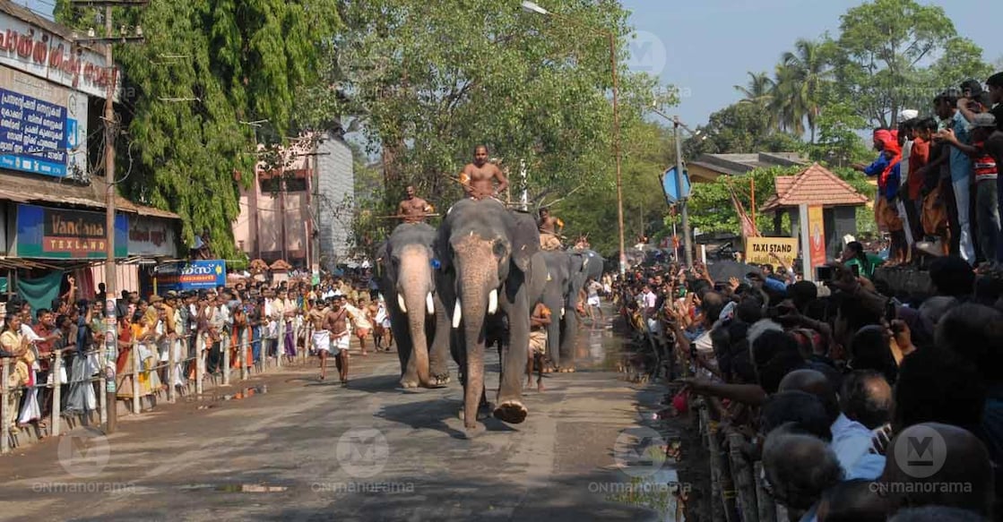 Three out of seven elephants from this group would be selected for the race through a lucky draw. Photo: Manorama