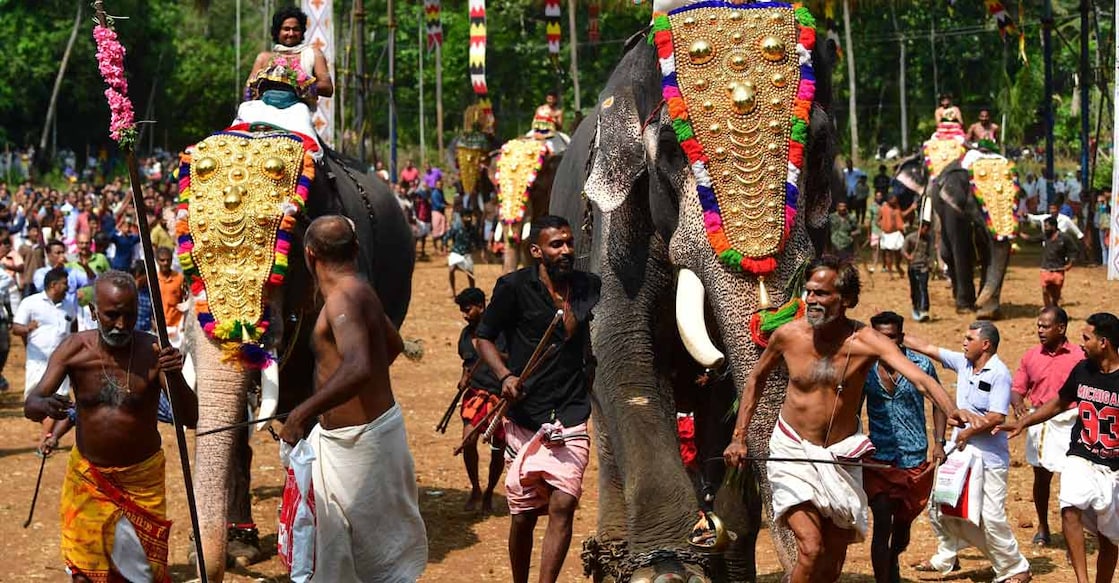 The elephant that finishes first would be made to enter the Guruvayoor temple. Photo: Manorama